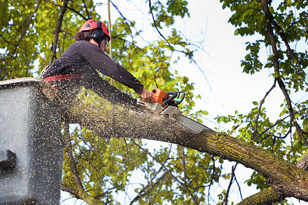 Trusted Pine Level, AL Tree Service Experts